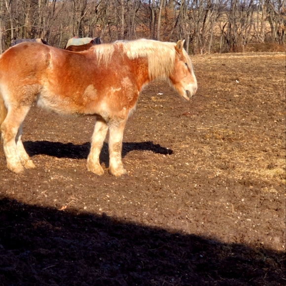 CHIEF - Picture 1 of 2